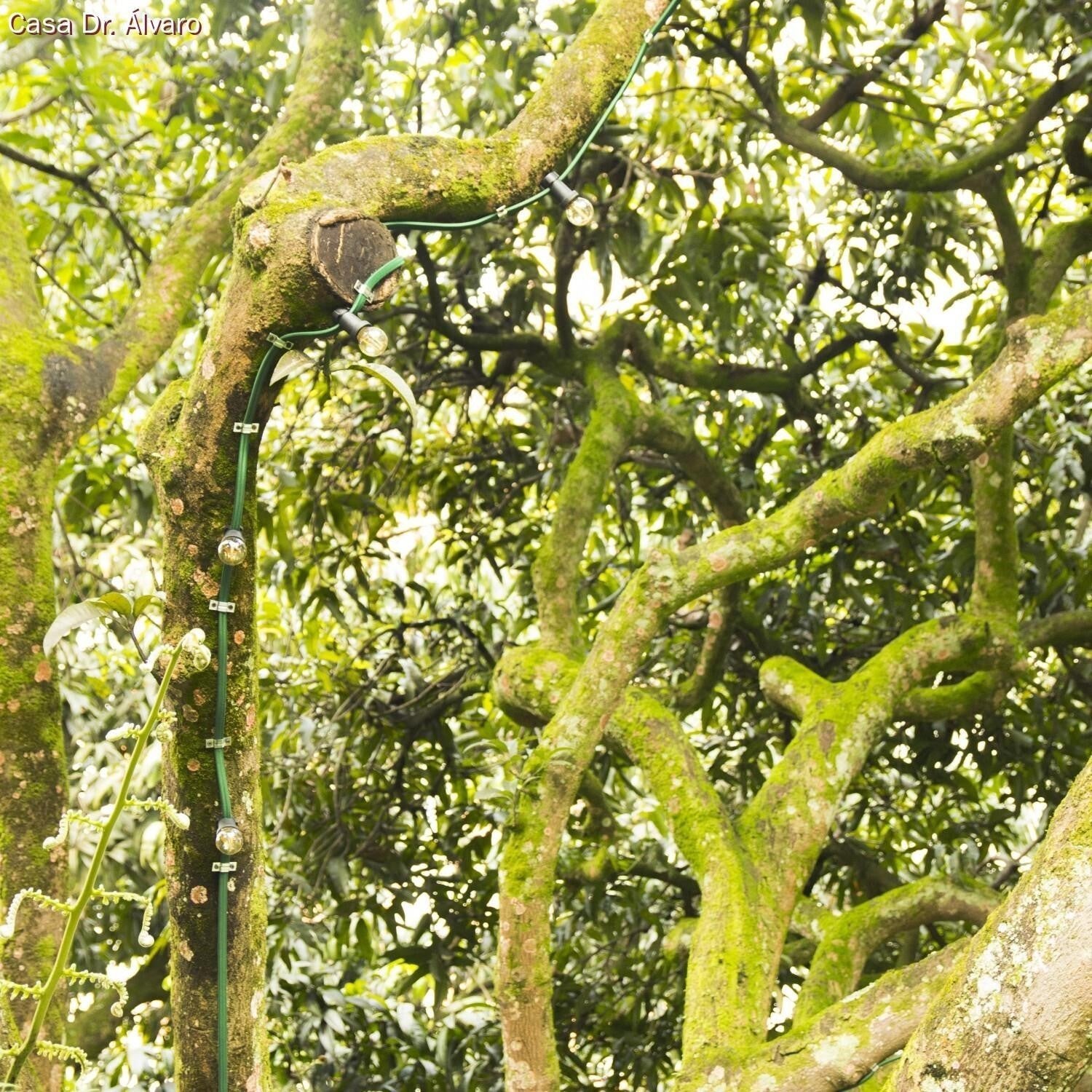 Cabo Elétrico para Cordão de luzes, coberto por tecido Seda Verde Escuro CM21